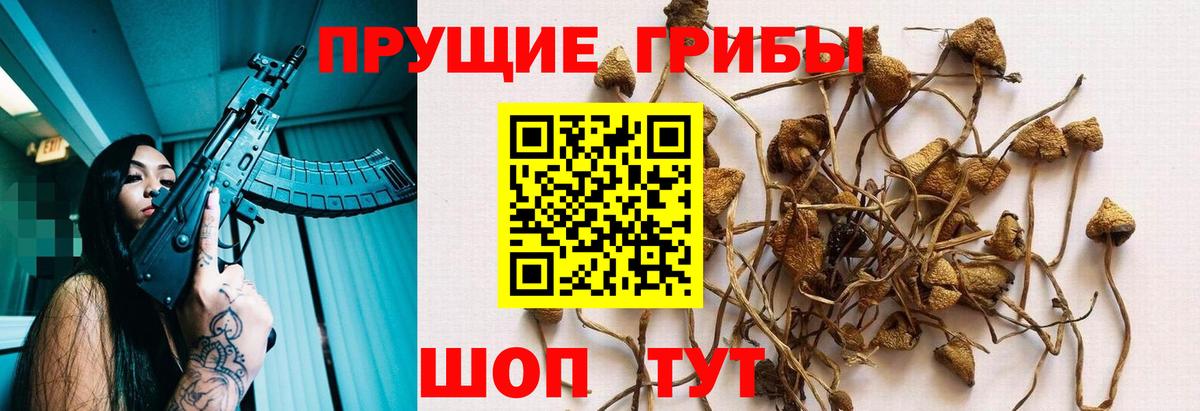 Псилоцибиновые грибы Psilocybe Вольск